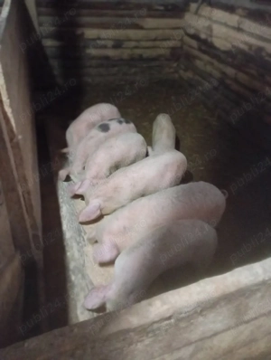 purcei de vânzare  - imagine 5