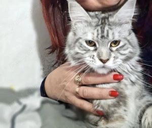 Vând pisică Maine Coon - imagine 3