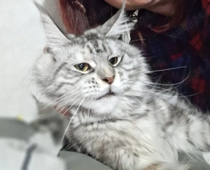 Vând pisică Maine Coon - imagine 5