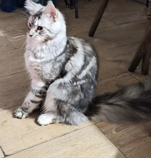 Vând pisică Maine Coon - imagine 4