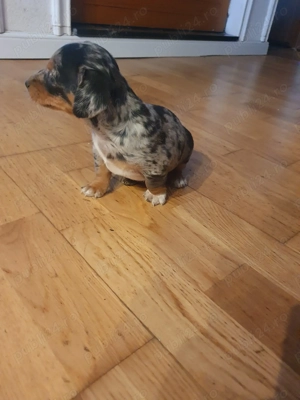 Vand catelusa Teckel Arlechin - imagine 4