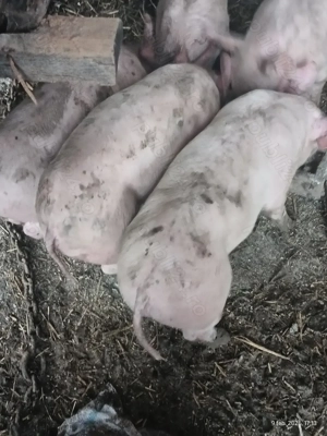 Purcei și grăsuni  - imagine 2