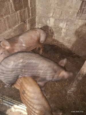 Purcei și grăsuni  - imagine 3