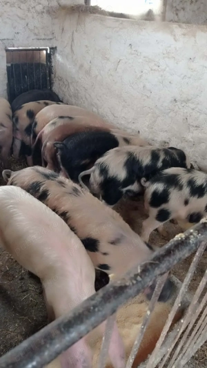 Șoldani rasa de carne 