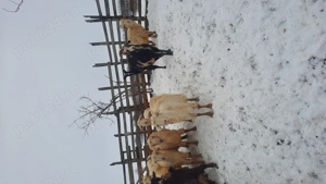 Vând capre gestante  - imagine 5