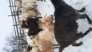 Vând capre gestante  - imagine 4