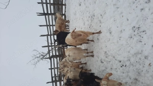 Vând capre gestante  - imagine 2