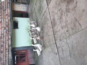 Vând gâște crescute bio - imagine 2