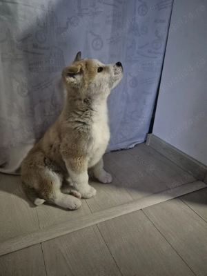 Pui Akita 500 lei