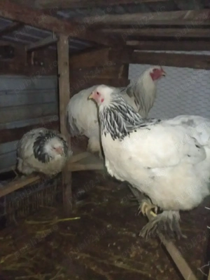 Gaini braman o familie 