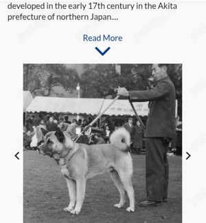 Pui akita 500 lei - imagine 4