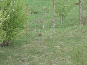 Vand apartament doua camere decomandate ,suprafata utila 60 mp. - imagine 9