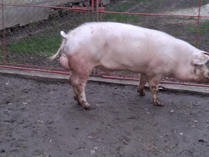 vand vier sau schimb cu vitel - imagine 2