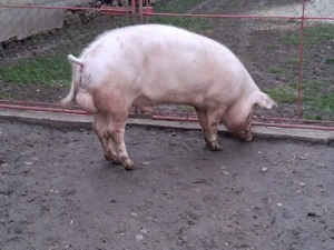 vand vier sau schimb cu vitel - imagine 3