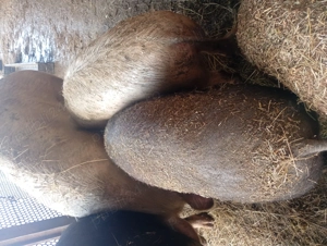 Vând 2 purcele Duroc și Marele alb - imagine 5