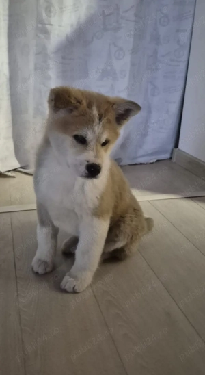 Pui Akita 500 lei - imagine 3