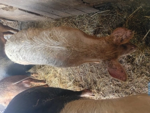 Vând 2 purcele Duroc și Marele alb - imagine 2