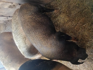 Vând 2 purcele Duroc și Marele alb - imagine 3