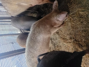 Vând 2 purcele Duroc și Marele alb