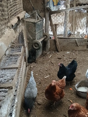 gaini. gaini  - imagine 3