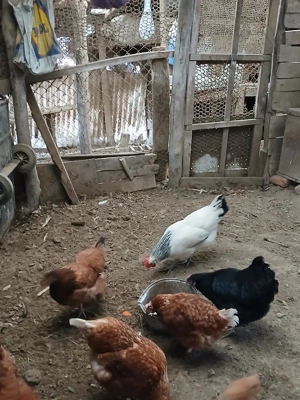 gaini. gaini  - imagine 5