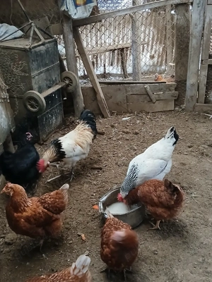 gaini. gaini  - imagine 4