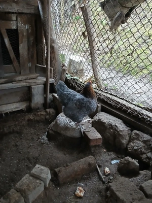 gaini si cocoșii  - imagine 5