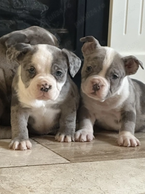 Vand catei american bully cu pedigree