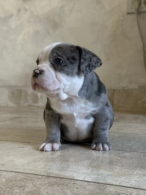 Vand catei american bully cu pedigree - imagine 4