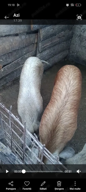 Vând sau schimb cu oi 