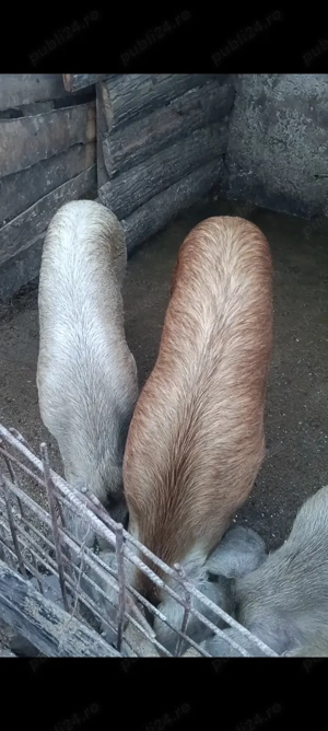 Vând sau schimb cu oi  - imagine 2