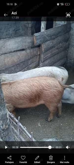 Vând sau schimb cu oi  - imagine 3