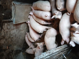 Purcei de vânzare  - imagine 5