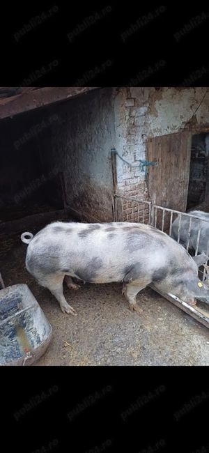 Scroafă rasă pură  - imagine 4