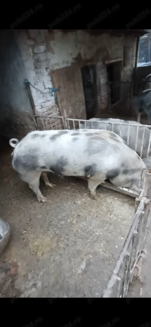 Scroafă rasă pură  - imagine 2