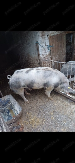 Scroafă rasă pură  - imagine 5