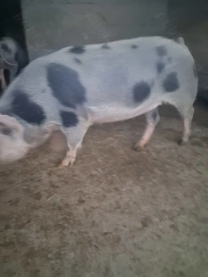 de vânzare scrofiță de prăsilă 85..90 kg 