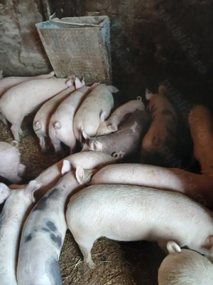 Purcei de vânzare  - imagine 4