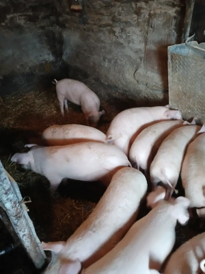 Purcei de vânzare  - imagine 3