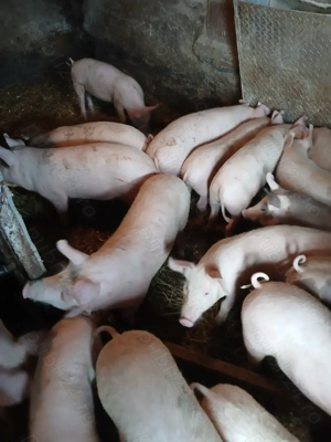 Purcei de vânzare  - imagine 2