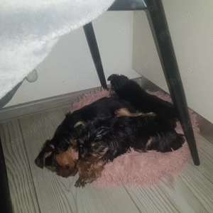 Vând doua fetițe (pui căței) rasa Yorkshire  - imagine 2