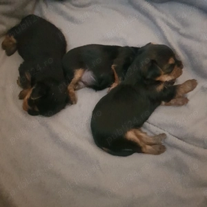 Vând doua fetițe (pui căței) rasa Yorkshire  - imagine 3