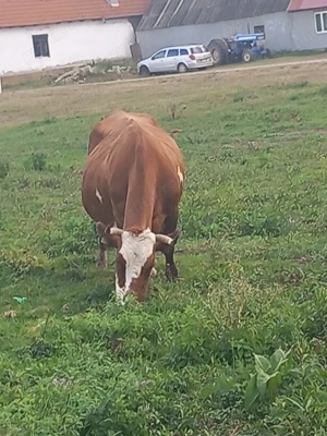 vaci bălțate românească de vânzare 