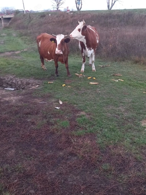 vaci bălțate românească de vânzare  - imagine 3