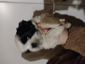 Catei shitzu vaccinati  - imagine 3