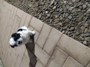 Catei shitzu vaccinati  - imagine 2