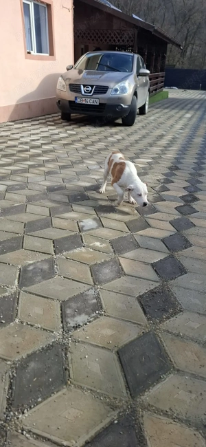 vand pui de amstaff - imagine 4