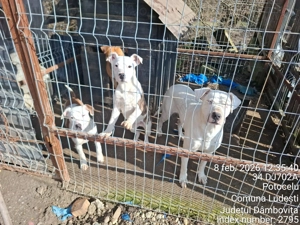 vand pui de amstaff - imagine 3