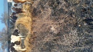 Vând vaci de lapte  - imagine 2