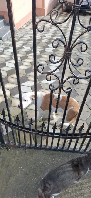 vand pui de amstaff - imagine 2